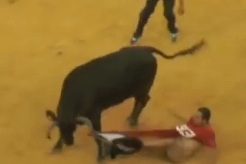 Xem cảnh bò tót húc tung... quần của anh chàng may mắn