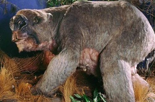 Hóa thạch gấu túi khổng lồ ở Australia