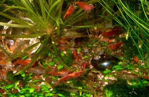 Nuôi tép cảnh - một thú chơi mới