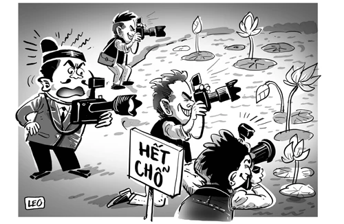 Bát nháo đầm sen