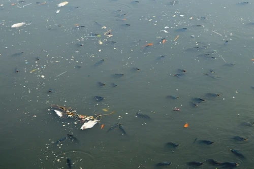 Cá chết ngửa bụng trên kênh Nhiêu Lộc - Thị Nghè ở TP.HCM