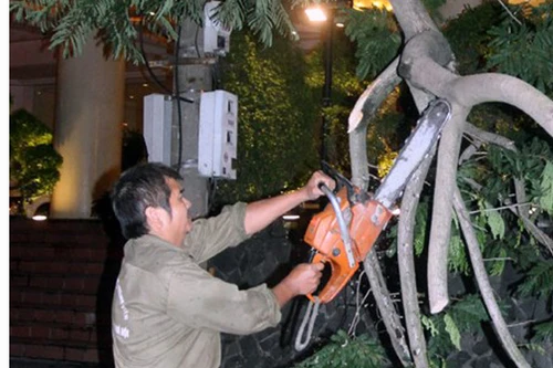 Sớm hoàn thành việc thu dọn cây xanh gãy đổ