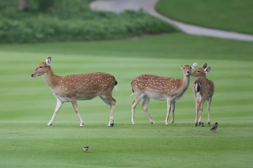 Những 'khán giả' đặc biệt tại Vinpearl Golf Nha Trang