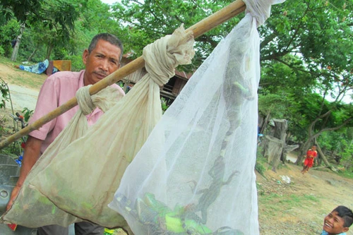 Trắng đêm lên núi săn kỳ nhông
