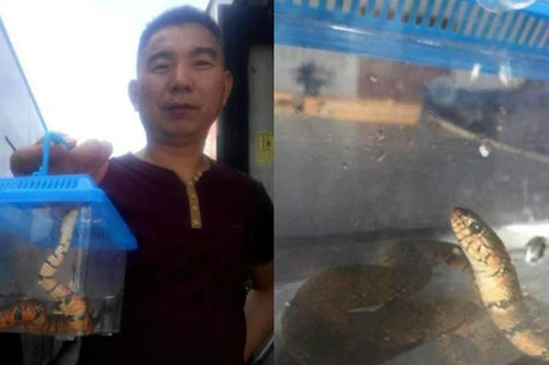 Ném rắn lên xe buýt vì bị từ chối mang theo