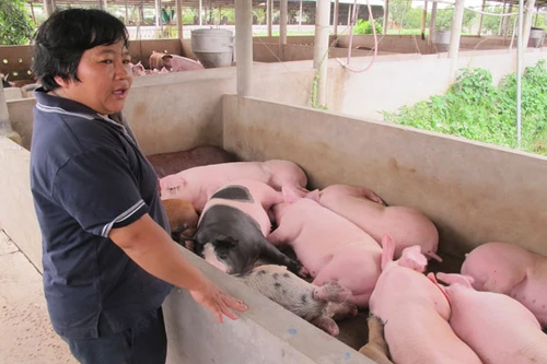 Trung Quốc dừng mua, giá lợn hơi lao dốc