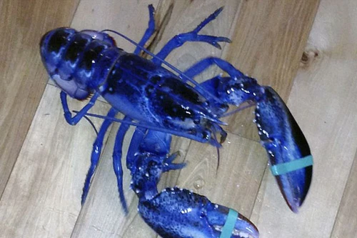 Thả tôm hùm xanh lam hiếm về biển cả