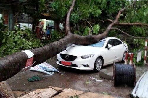 Hà Nội: Mưa giông cực lớn, cây đổ trúng hàng loạt ôtô, xe máy