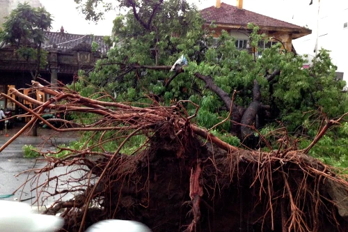 Điểm “mặt” những loại cây bật tung gốc trong cơn giông lốc tối 13-6