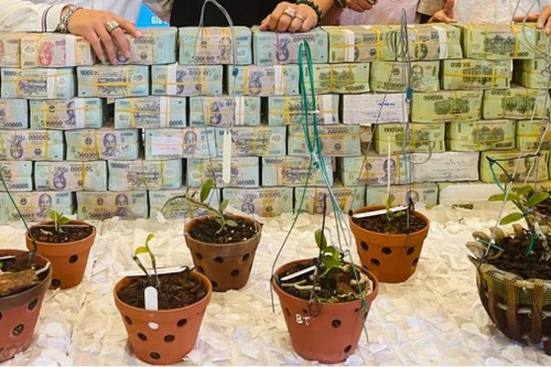 Cảnh báo "bẫy lừa" liên quan đến trao đổi, chuyển nhượng lan đột biến