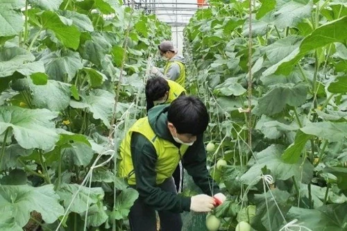 Hàn Quốc cho phép lao động Việt Nam hết hạn hợp đồng ở lại đến năm 2022