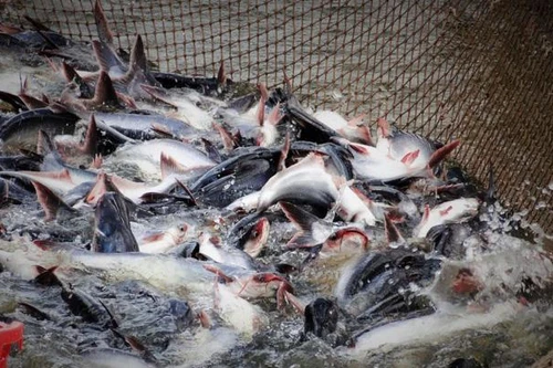 Campuchia hủy lệnh cấm nhập khẩu 4 loại cá da trơn từ Việt Nam