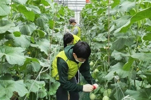 Hướng dẫn cách đăng ký làm thời vụ đối với lao động E9 hết hạn hợp đồng