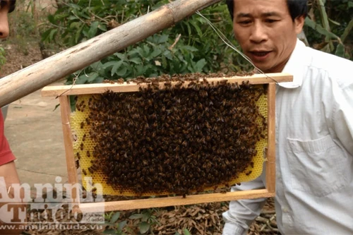 Vô tình xem màn bắt ong mật ngày 1 Tết Ất Mùi