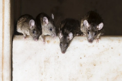 Ấn Độ: Bé sơ sinh 10 ngày tuổi tử vong vì chuột cắn