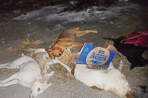 Xác chó nằm la liệt trên đường phố