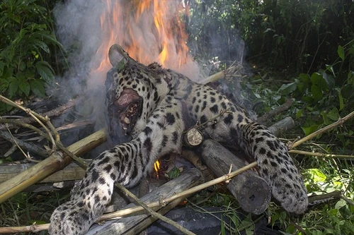 Báo quý hiếm bị "xẻo thịt", thiêu cháy dã man 