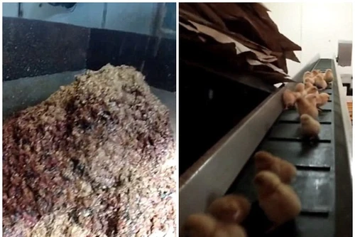 Hãi hùng cảnh xay nát gà trống con trong trại gà 