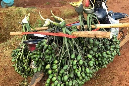 “Cau tặc” lộng hành do giá cau tăng cao