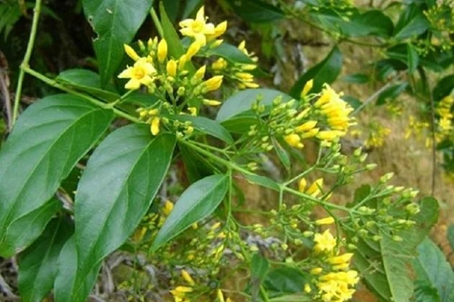 Mâu thuẫn với chồng, vợ đang mang thai ăn lá ngón tự vẫn