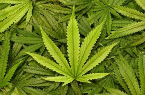 Phát hiện cô gái trẻ tàng trữ ma túy lúc rạng sáng