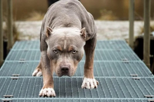 Chó pitbull cắn chủ nhà tử vong