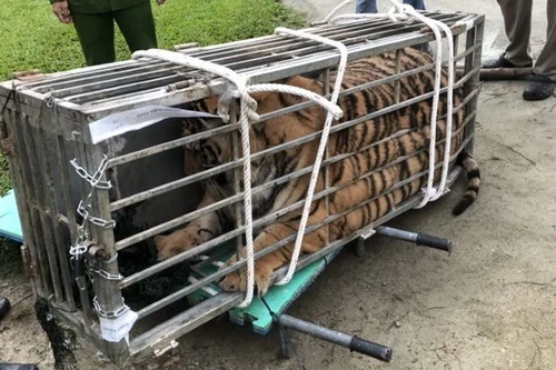 Vận chuyển con hổ lớn, lái xe bỏ chạy khi bị cảnh sát phát hiện