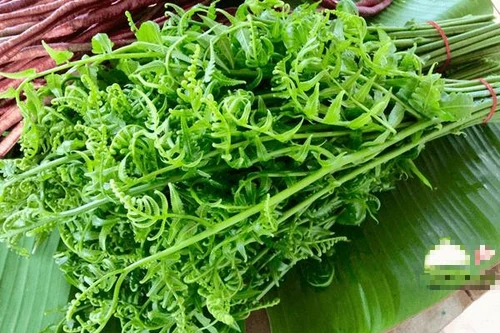 [ẢNH] Vì sao giá 200.000 đồng/kg, rau ‘trường sinh’ vẫn được người Hà Nội săn lùng?