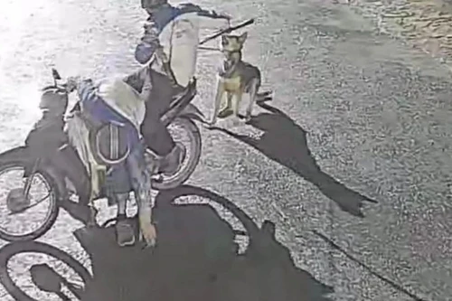 Ổ nhóm chuyên bắt trộm chó đêm khuya ‘lộ sáng’