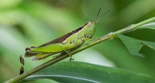 Nam thanh niên 21 tuổi sốc phản vệ sau khi ăn cào cào