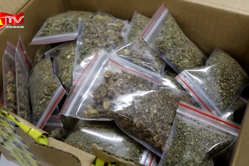 Bắt 26 đối tượng trong đường dây vận chuyển số lượng lớn ma túy cần sa