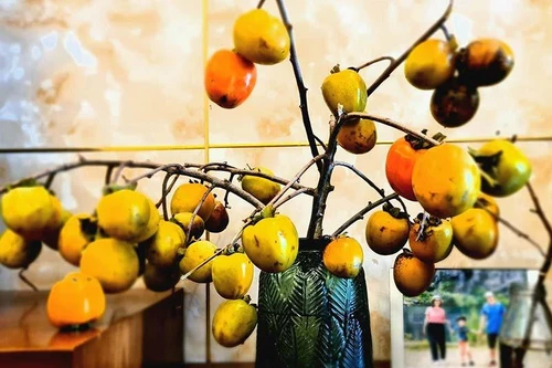 Độc lạ thú chơi bình lúa tươi, cành hồng giòn, táo mèo, cà phê của chị em Hà thành