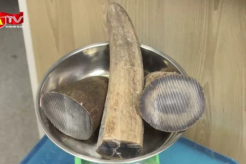 Bị bắt khi vận chuyển sừng tê giác về sân bay Nội Bài