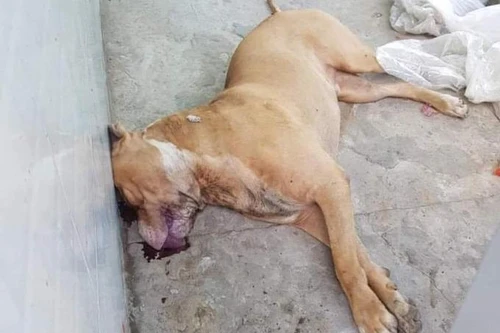 Chó pitbull cắn chết người: Chủ chó có thể bị khởi tố hình sự