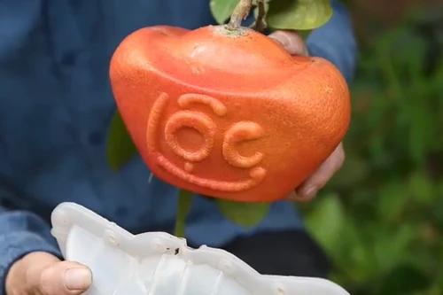 Bưởi đỏ 'tiến Vua' được nhiều người đặt mua trưng bày dịp Tết