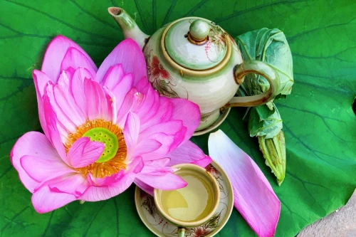 [ẢNH] Đua nhau làm trà sen Tây Hồ - "Thiên cổ đệ nhất trà"