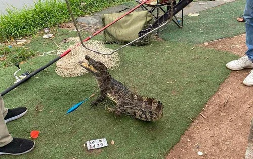 Người dân bắt được cá sấu tại hồ câu dịch vụ