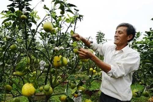 Kỳ lạ cây cửu quả