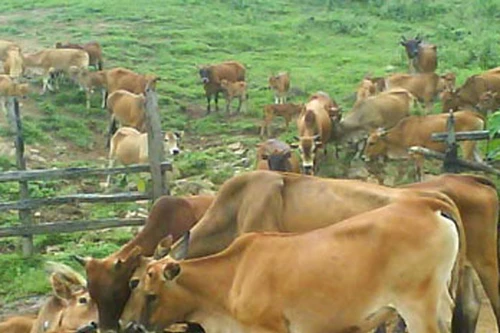 Không phải mỗi sữa đổ đi