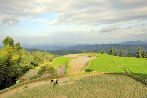 Dân Trung Quốc tránh gạo nội, ăn gạo Nhật