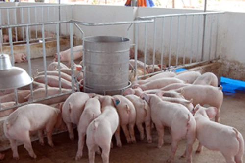 Cứu lấy ngành chăn nuôi