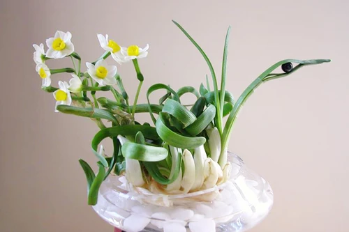 Thú chơi hoa thủy tiên