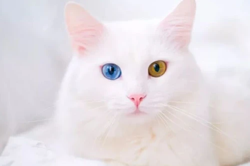 Độc đáo những loài mèo có mắt hai màu 