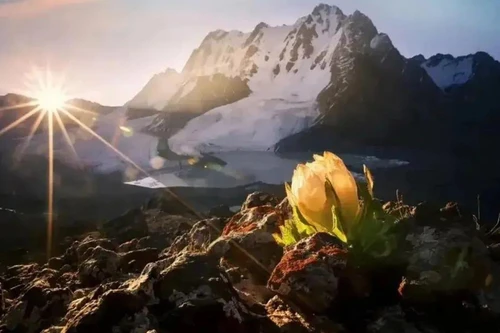 Loài hoa nở trong môi trường khắc nghiệt, có giá hàng trăm triệu đồng/kg