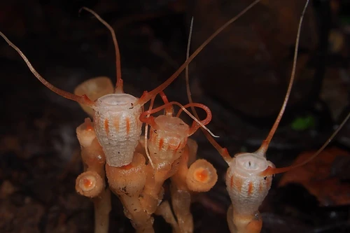 Phát hiện loài cây mới chuyên “đánh cắp” dinh dưỡng để tồn tại