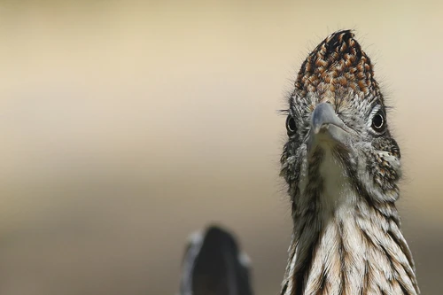 Loài chim lười bay, là sát thủ diệt rắn độc