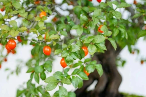 Loài cây tài lộc ưa chuộng ở Việt Nam nhưng quả lại rất độc 