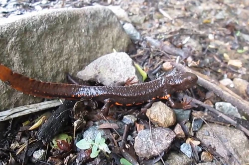 Loài cá quý hiếm sống cả ở trên cạn và dưới nước, chỉ có ở Việt Nam