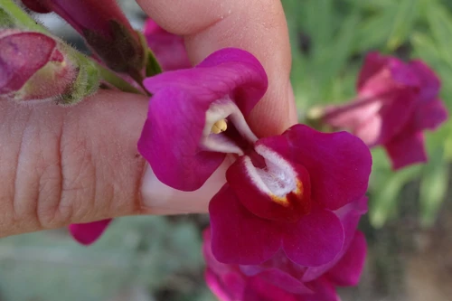 Loài hoa tuyệt đẹp, đáng sợ khi héo và chứa nhiều chất độc hại