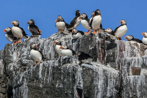 Quốc gia từng giàu "kếch xù" đứng thứ 2 thế giới nhờ phân chim